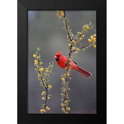 Northern cardinal perched in tree Black Modern Wood Framed Art Print by Ditto, Larry