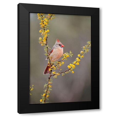 Northern cardinal perched Black Modern Wood Framed Art Print with Double Matting by Ditto, Larry