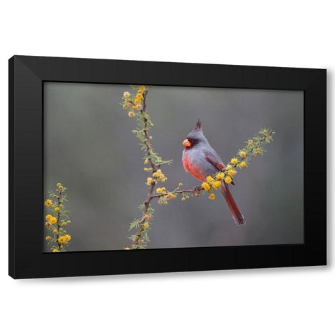 Pyrrhuloxia (Cardinalis sinuatus) perched in blooming Huisachillo bush Black Modern Wood Framed Art Print with Double Matting by Ditto, Larry