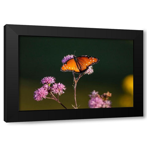 Queen (Danaus gilippus) feeding at aster flowers Black Modern Wood Framed Art Print by Ditto, Larry