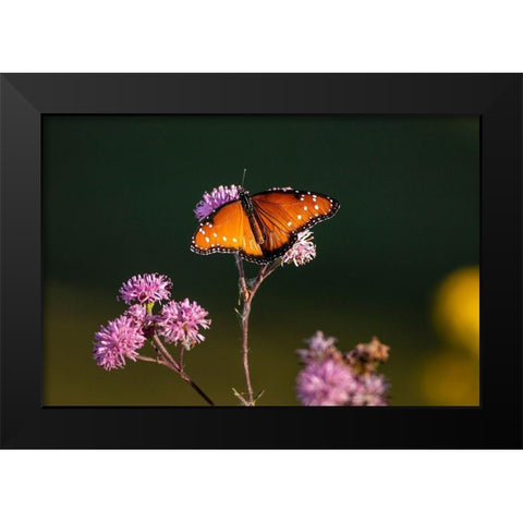 Queen (Danaus gilippus) feeding at aster flowers Black Modern Wood Framed Art Print by Ditto, Larry