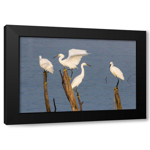 Snowy egrets (Egretta thula) perched Black Modern Wood Framed Art Print with Double Matting by Ditto, Larry