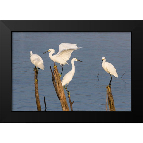 Snowy egrets (Egretta thula) perched Black Modern Wood Framed Art Print by Ditto, Larry