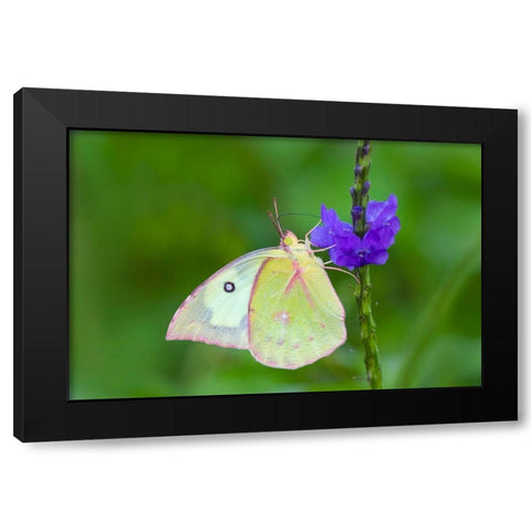 Southern dogface (Colias cesonia) butterfly feeding Black Modern Wood Framed Art Print by Ditto, Larry