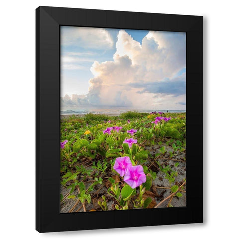 Beach morning glory in bloom Black Modern Wood Framed Art Print with Double Matting by Ditto, Larry