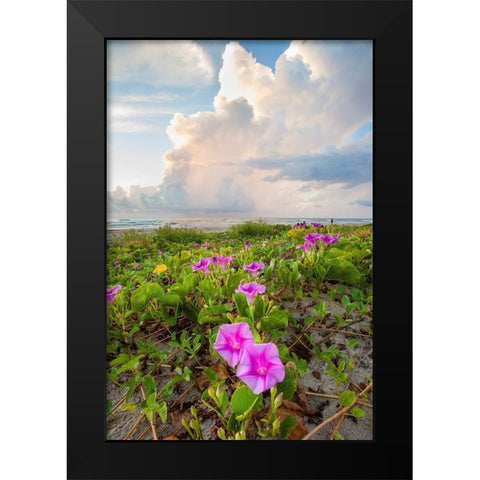 Beach morning glory in bloom Black Modern Wood Framed Art Print by Ditto, Larry