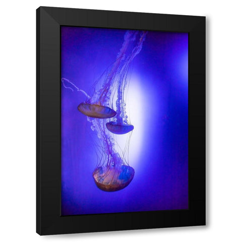 Jellyfish in aquarium exhibit Black Modern Wood Framed Art Print by Ditto, Larry