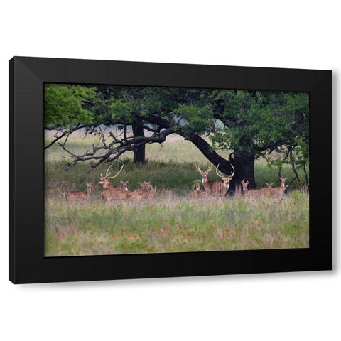Axis Deer (Axis axis) herd Black Modern Wood Framed Art Print with Double Matting by Ditto, Larry