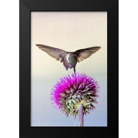 Black-chinned Hummingbird (Archilochus alexandri) feeding at thistle flowers Black Modern Wood Framed Art Print by Ditto, Larry