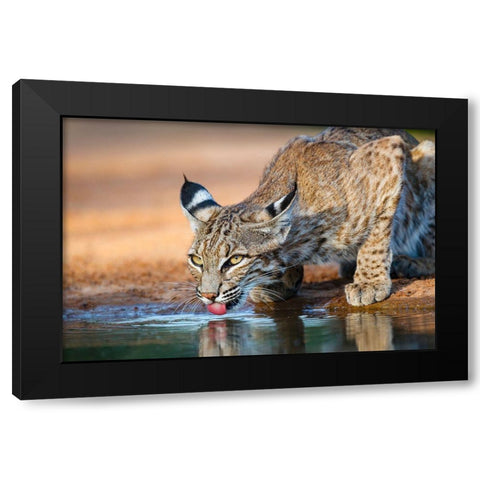 Bobcat (Lynx rufus) drinking Black Modern Wood Framed Art Print with Double Matting by Ditto, Larry