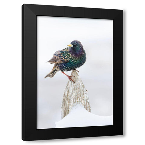European Starling (Sturnus vulgaris) on picket fence Black Modern Wood Framed Art Print by Ditto, Larry