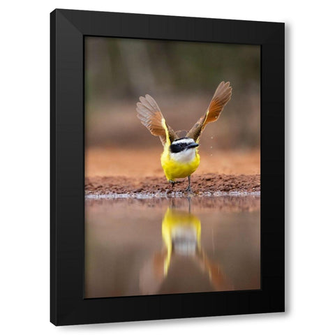 Great Kiskadee (Pitangus sulphuratus) flushing Black Modern Wood Framed Art Print by Ditto, Larry