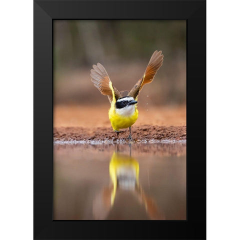 Great Kiskadee (Pitangus sulphuratus) flushing Black Modern Wood Framed Art Print by Ditto, Larry