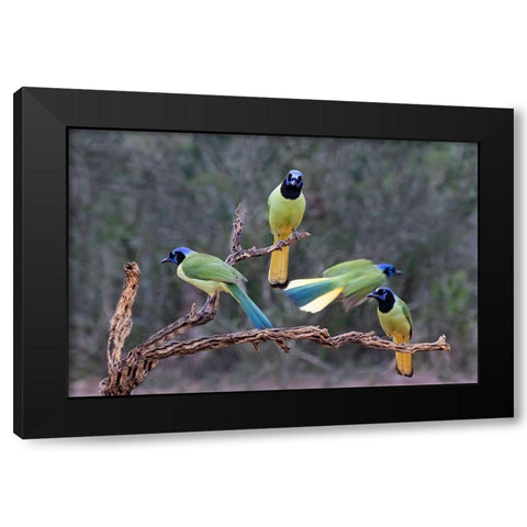 Green Jays (Cyanocorax yncas) perched Black Modern Wood Framed Art Print with Double Matting by Ditto, Larry