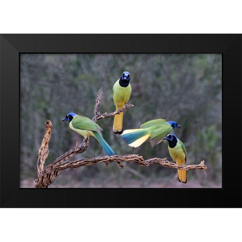 Green Jays (Cyanocorax yncas) perched Black Modern Wood Framed Art Print by Ditto, Larry