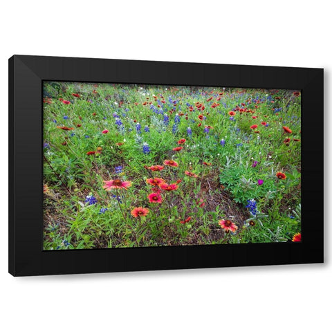 Firewheels and Bluebonnets Black Modern Wood Framed Art Print by Ditto, Larry