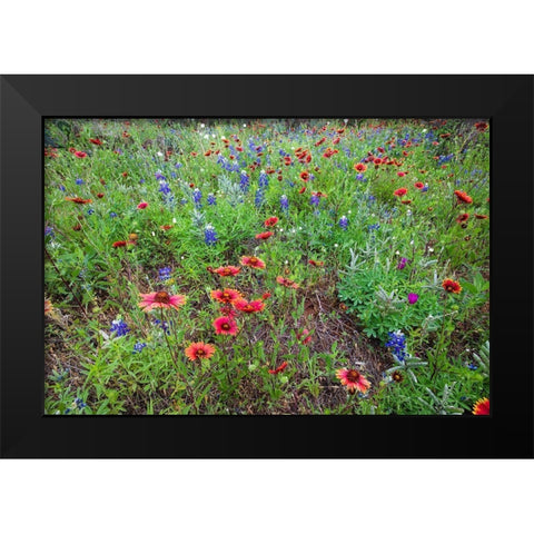 Firewheels and Bluebonnets Black Modern Wood Framed Art Print by Ditto, Larry