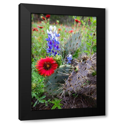 Firewheels and Bluebonnets with Prickly Pear Cactus Black Modern Wood Framed Art Print by Ditto, Larry