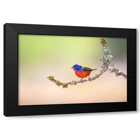 Painted Bunting (Passerina ciris) perched on lichen-covered limb Black Modern Wood Framed Art Print by Ditto, Larry