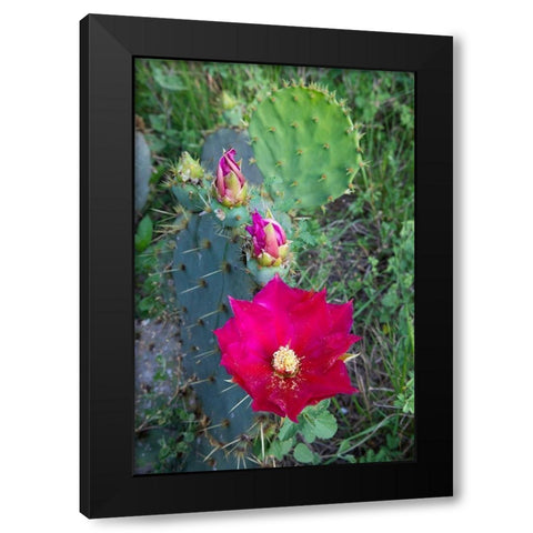Prickly Pear Cactus (Opuntia sp) blooming Black Modern Wood Framed Art Print with Double Matting by Ditto, Larry