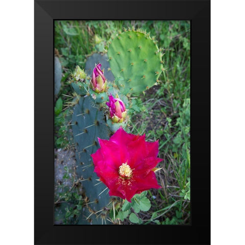 Prickly Pear Cactus (Opuntia sp) blooming Black Modern Wood Framed Art Print by Ditto, Larry
