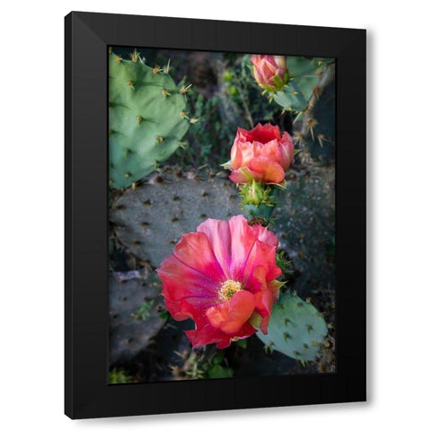 Prickly Pear Cactus (Opuntia sp) blooming Black Modern Wood Framed Art Print with Double Matting by Ditto, Larry