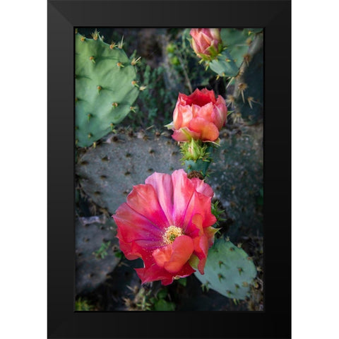 Prickly Pear Cactus (Opuntia sp) blooming Black Modern Wood Framed Art Print by Ditto, Larry