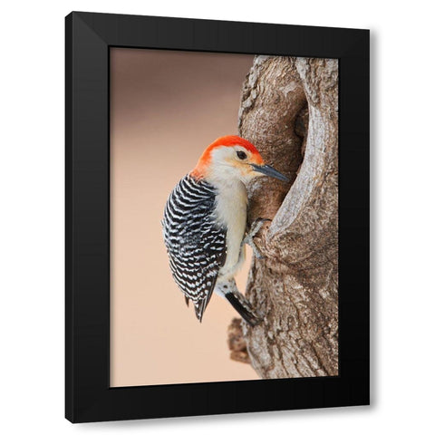Red-bellied Woodpecker (Melanerpes carolinus) foraging Black Modern Wood Framed Art Print by Ditto, Larry
