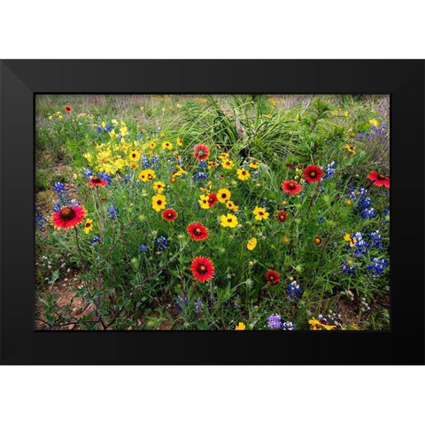 Wildflowers including Slender Greenthread and Firewheel Black Modern Wood Framed Art Print by Ditto, Larry