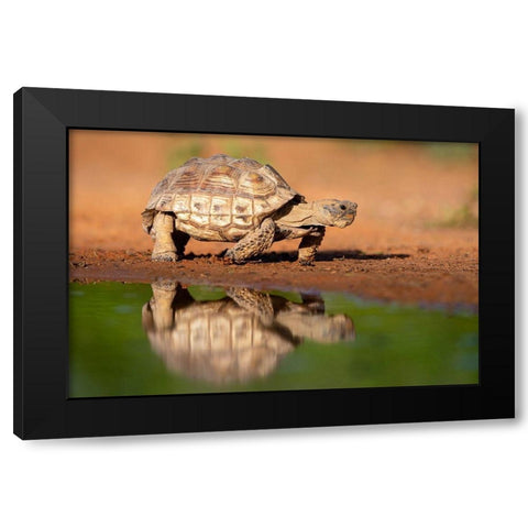 Texas Tortoise (Gopherus berlandieri) walking Black Modern Wood Framed Art Print by Ditto, Larry