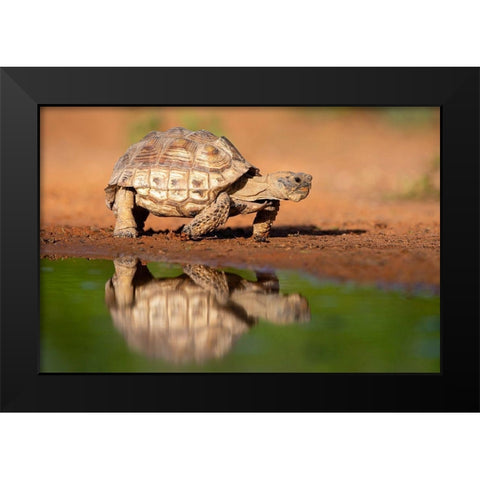 Texas Tortoise (Gopherus berlandieri) walking Black Modern Wood Framed Art Print by Ditto, Larry