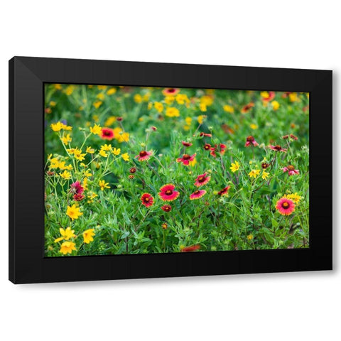 Firewheels (Gaillardia pulchella) in bloom Black Modern Wood Framed Art Print with Double Matting by Ditto, Larry