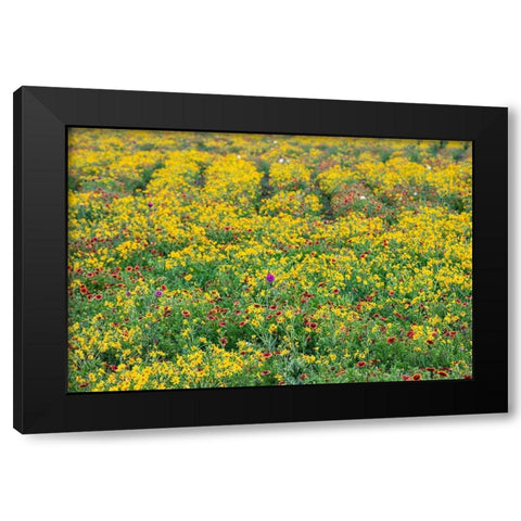Texas Wildflowers Black Modern Wood Framed Art Print with Double Matting by Ditto, Larry