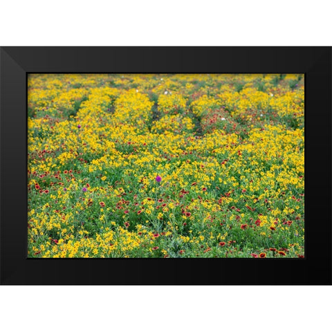 Texas Wildflowers Black Modern Wood Framed Art Print by Ditto, Larry
