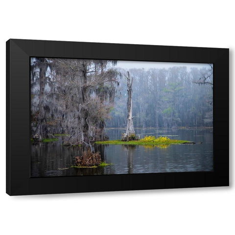 Caddo Lake morning Black Modern Wood Framed Art Print by Ditto, Larry