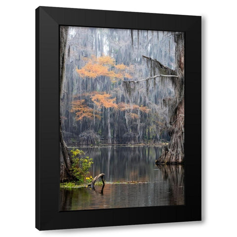 Caddo Lake- Texas Black Modern Wood Framed Art Print by Ditto, Larry
