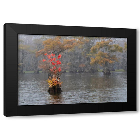 Caddo Lake- Texas with Chinese tallow in fall color Black Modern Wood Framed Art Print by Ditto, Larry