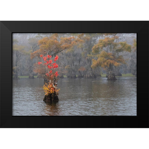 Caddo Lake- Texas with Chinese tallow in fall color Black Modern Wood Framed Art Print by Ditto, Larry