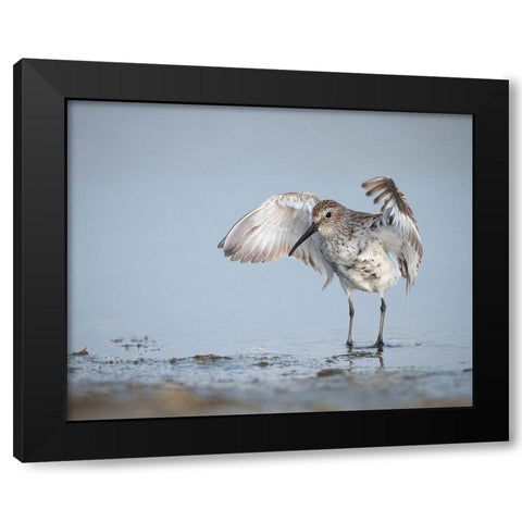 Dunlin-Calidris alpina-(Juvenile) Bolivar Flats-Texas Black Modern Wood Framed Art Print with Double Matting by Pryor, Maresa