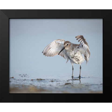 Dunlin-Calidris alpina-(Juvenile) Bolivar Flats-Texas Black Modern Wood Framed Art Print by Pryor, Maresa