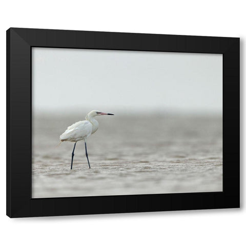 Reddish egret-white phased-Egret rufescens-Bolivar Flats-Texas Black Modern Wood Framed Art Print with Double Matting by Pryor, Maresa