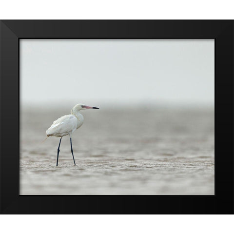 Reddish egret-white phased-Egret rufescens-Bolivar Flats-Texas Black Modern Wood Framed Art Print by Pryor, Maresa