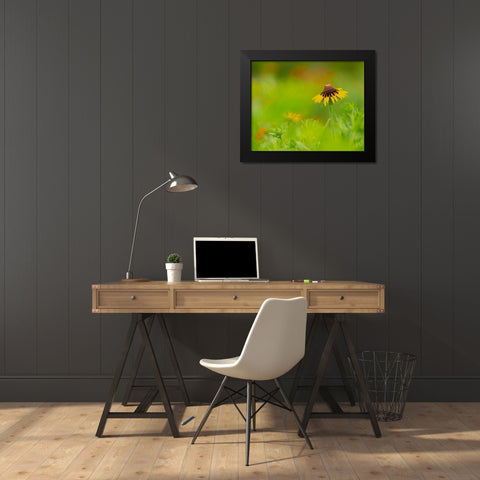 Butterfly garden at the Willows trail-Anahuac National Wildlife Refuge-Texas Black Modern Wood Framed Art Print by Pryor, Maresa