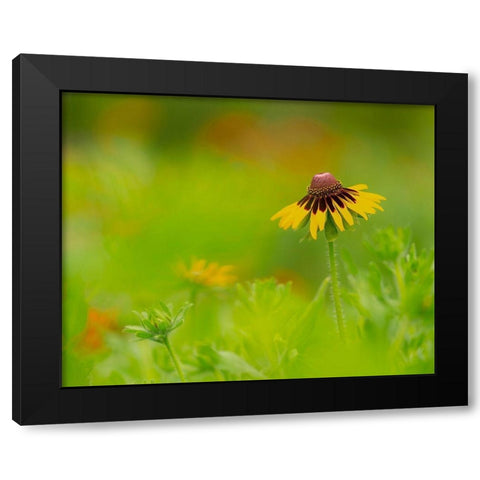 Butterfly garden at the Willows trail-Anahuac National Wildlife Refuge-Texas Black Modern Wood Framed Art Print with Double Matting by Pryor, Maresa