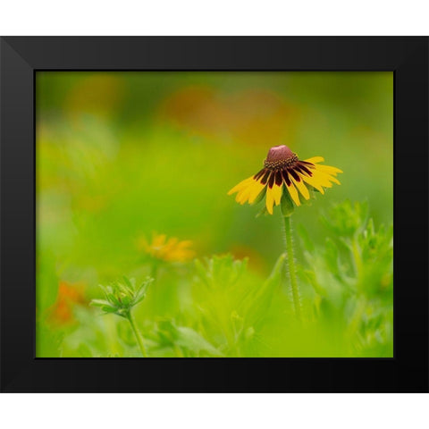 Butterfly garden at the Willows trail-Anahuac National Wildlife Refuge-Texas Black Modern Wood Framed Art Print by Pryor, Maresa