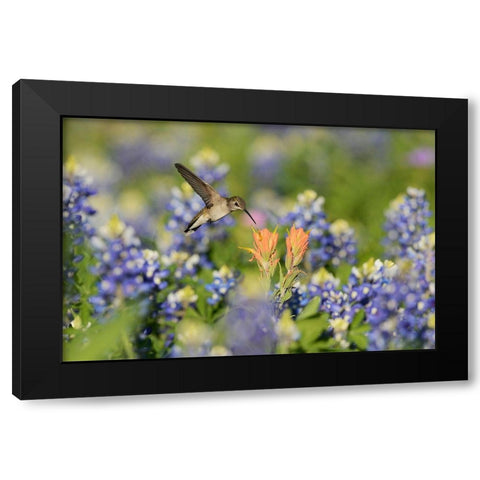 Black-Chinned Hummingbird Black Modern Wood Framed Art Print with Double Matting by Nussbaumer, Rolf