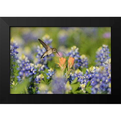 Black-Chinned Hummingbird Black Modern Wood Framed Art Print by Nussbaumer, Rolf