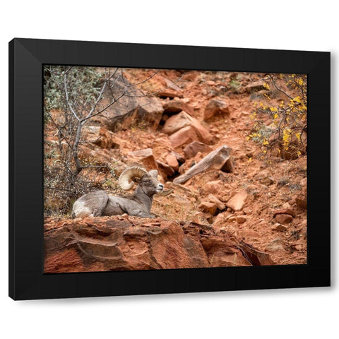 Utah-Zion National Park-Bighorn sheep ram surveys his domain Black Modern Wood Framed Art Print with Double Matting by Collins, Ann
