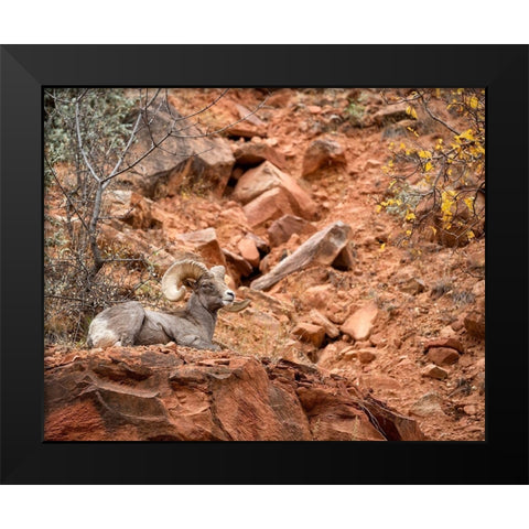 Utah-Zion National Park-Bighorn sheep ram surveys his domain Black Modern Wood Framed Art Print by Collins, Ann