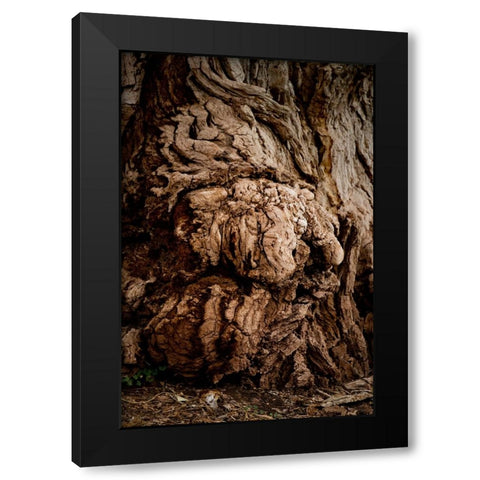 USA-Utah-Torrey Capitol Reef National Park-The Mail Tree-Fremont Cottonwood Black Modern Wood Framed Art Print by Friel, Bernard